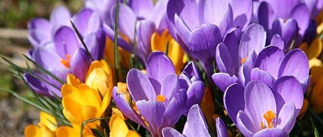 Verdeimpianti Realizzazione Giardini