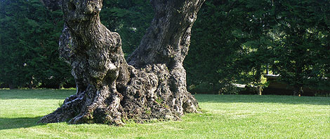 Verdeimpianti Realizzazione Giardini